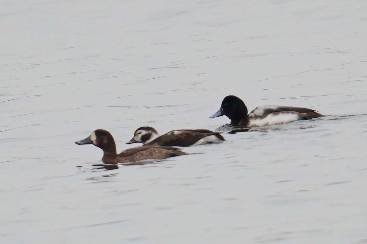 צולל ימי - ML647320603