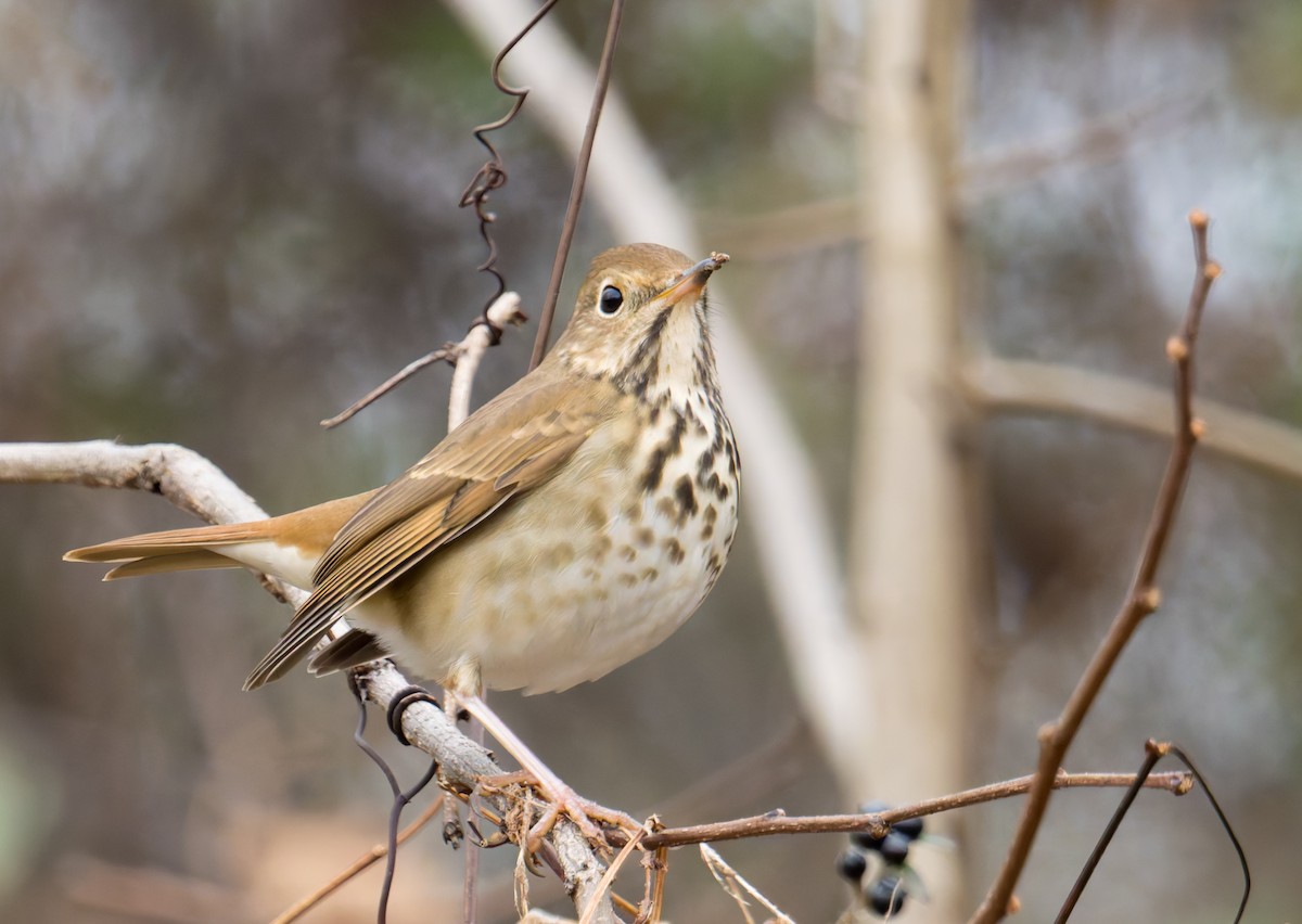 Hermit Thrush - ML647320609