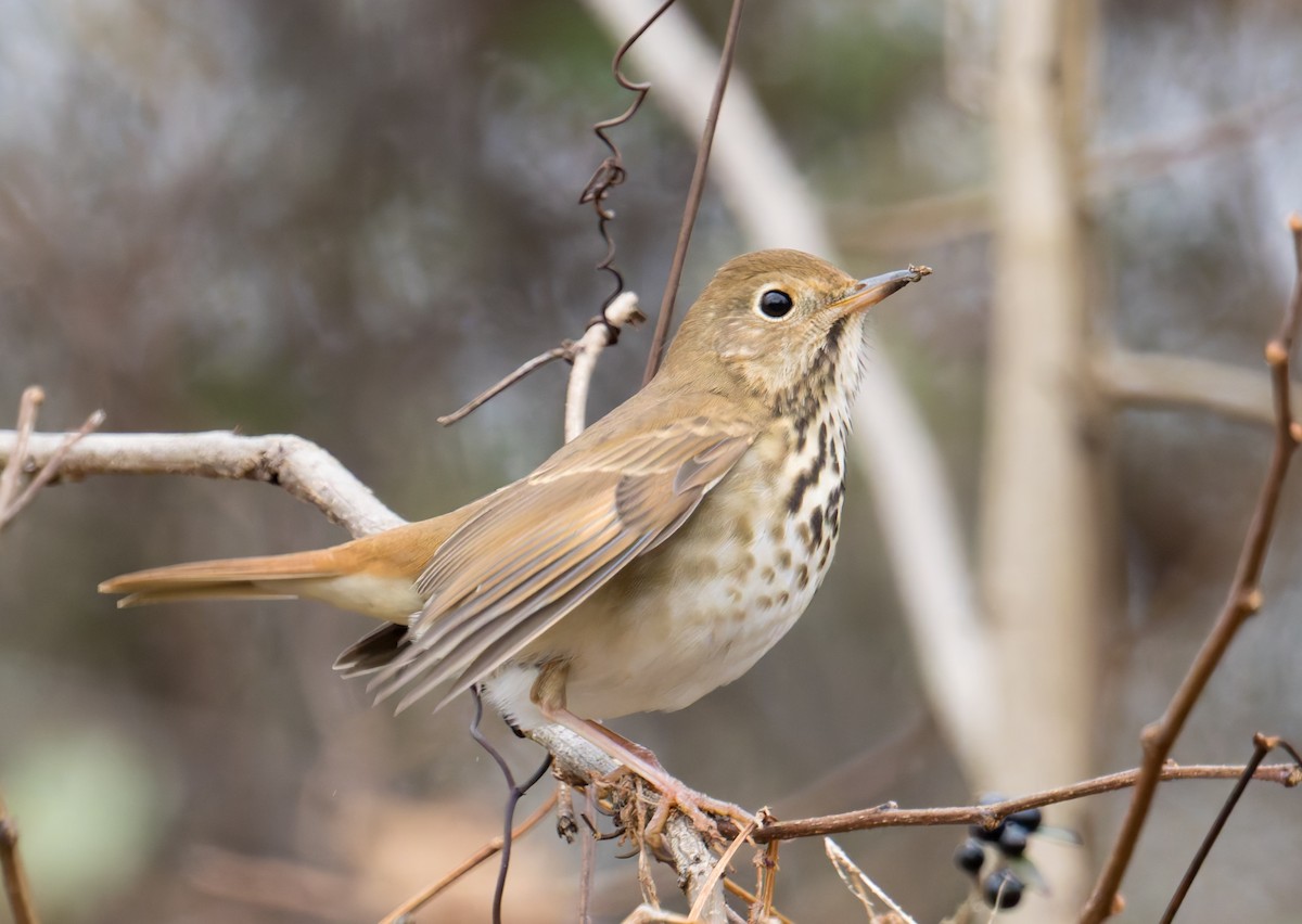 Hermit Thrush - ML647320610