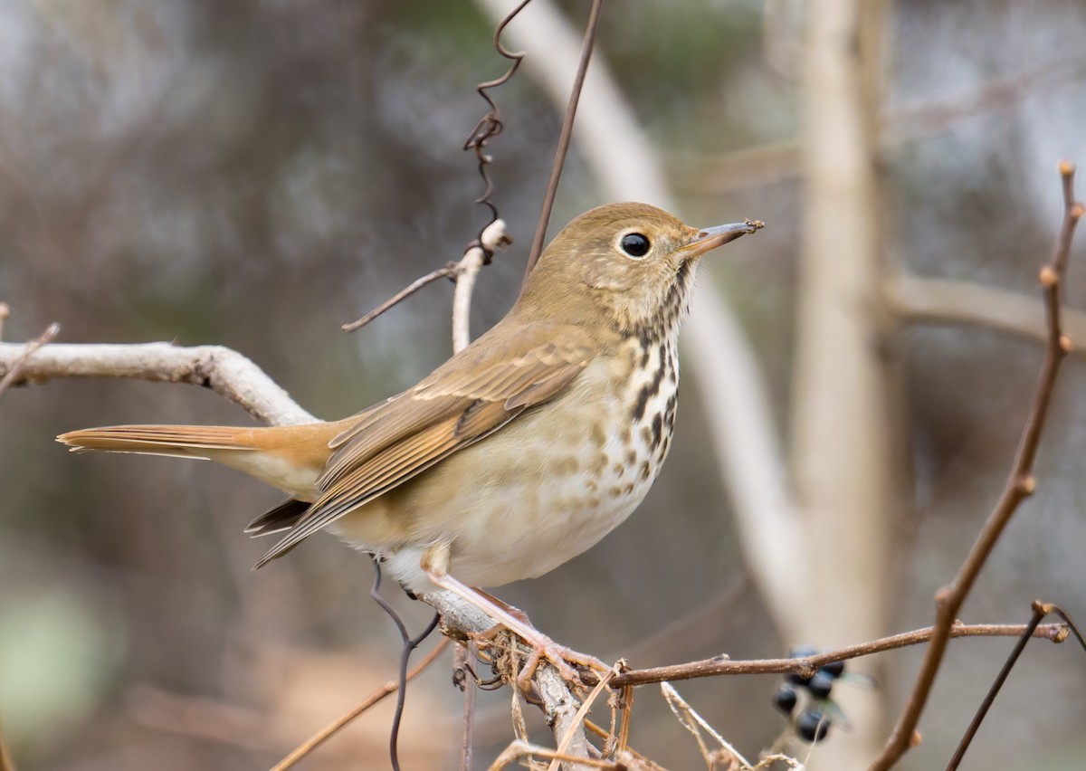 Hermit Thrush - ML647320611