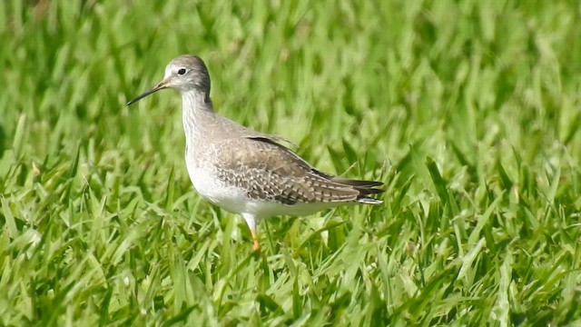 vodouš žlutonohý - ML647320618