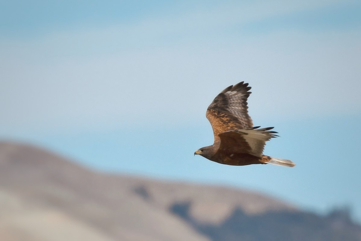 kongevåk - ML647320625