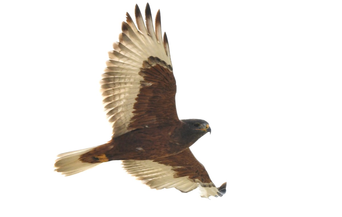 kongevåk - ML647320626