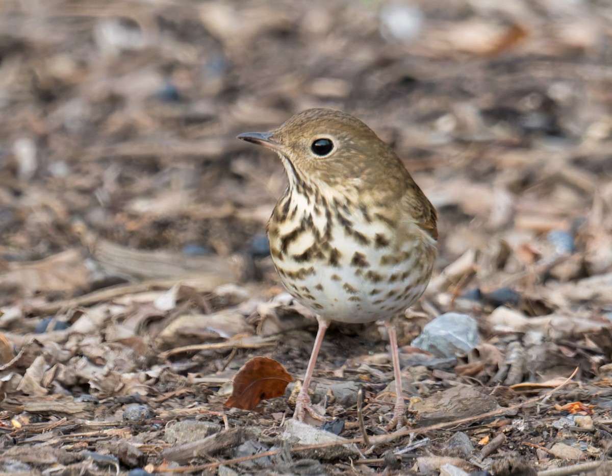 Hermit Thrush - ML647320628