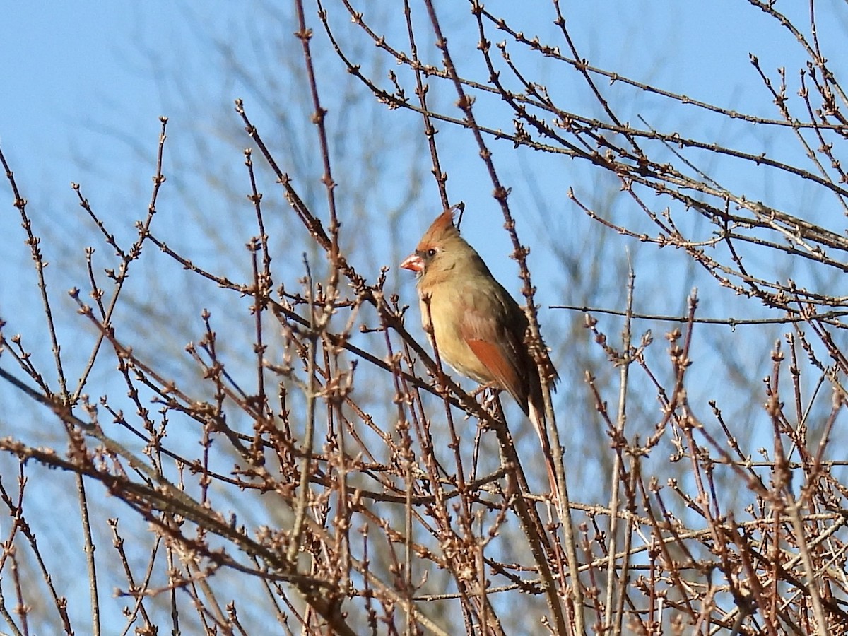 rødkardinal - ML647320633