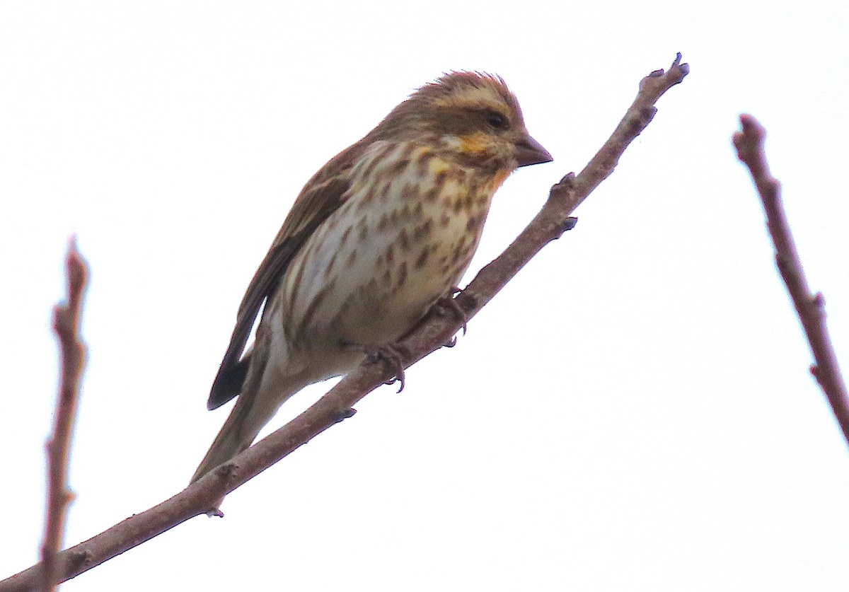 hýl nachový - ML647320638