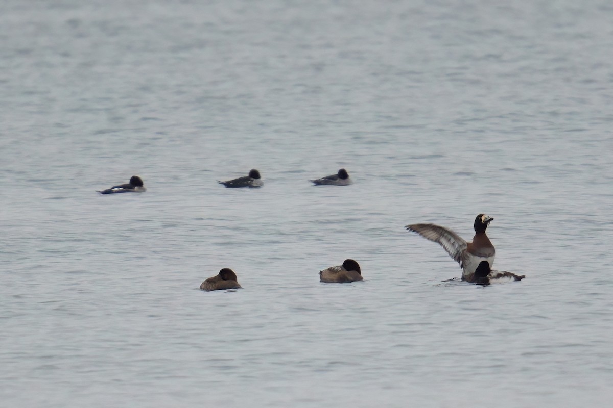 צולל ימי - ML647320640