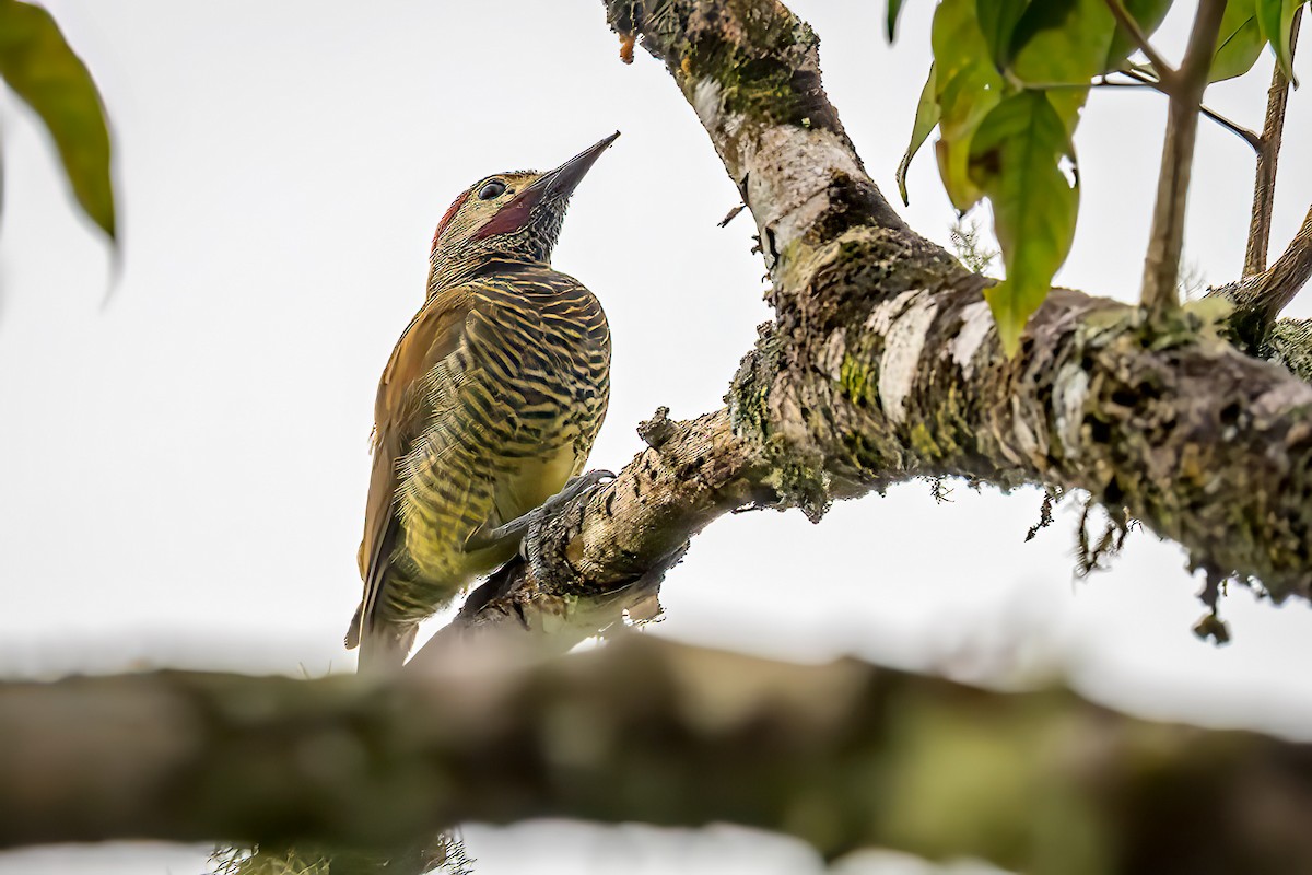 Golden-olive Woodpecker - ML647320641