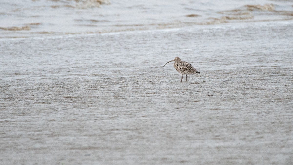 Eurasian Curlew - ML647320646