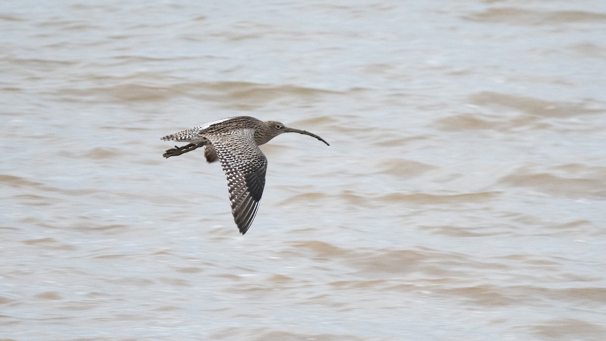 Eurasian Curlew - ML647320656