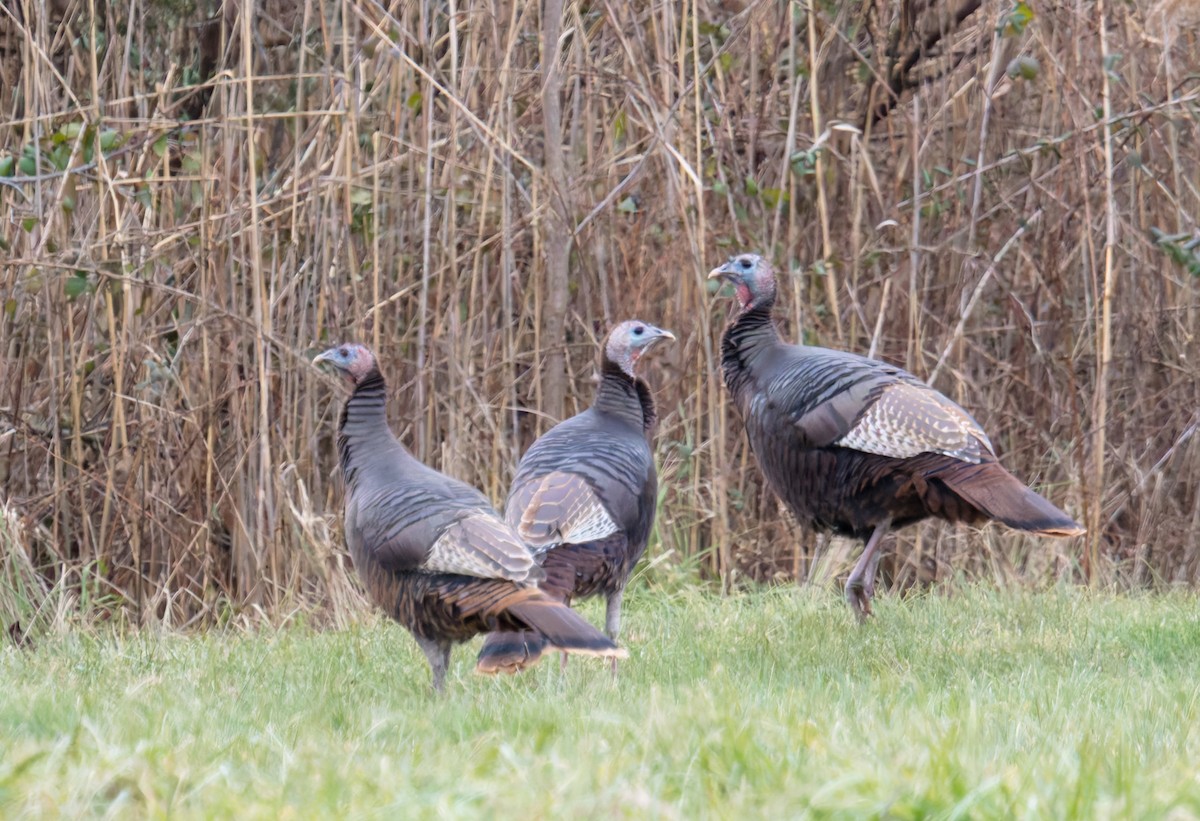 Wild Turkey - ML647320667