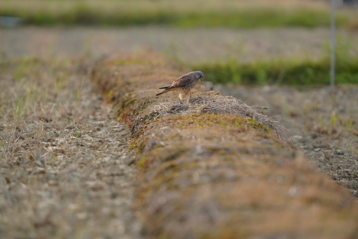 Eurasian Kestrel (Eurasian) - ML647320670
