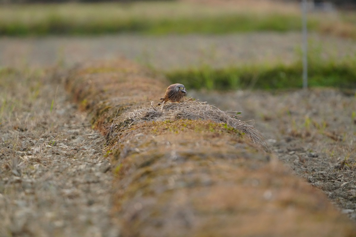 Eurasian Kestrel (Eurasian) - ML647320671
