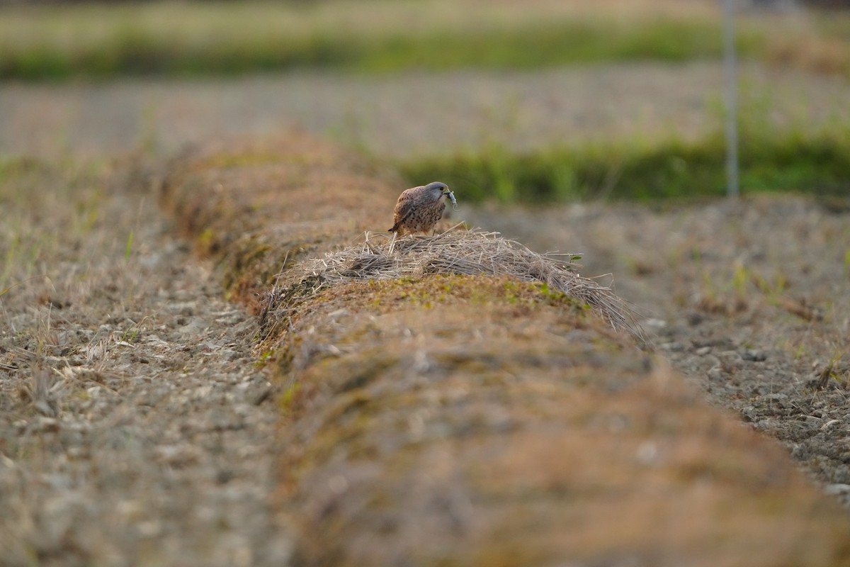 Eurasian Kestrel (Eurasian) - ML647320672