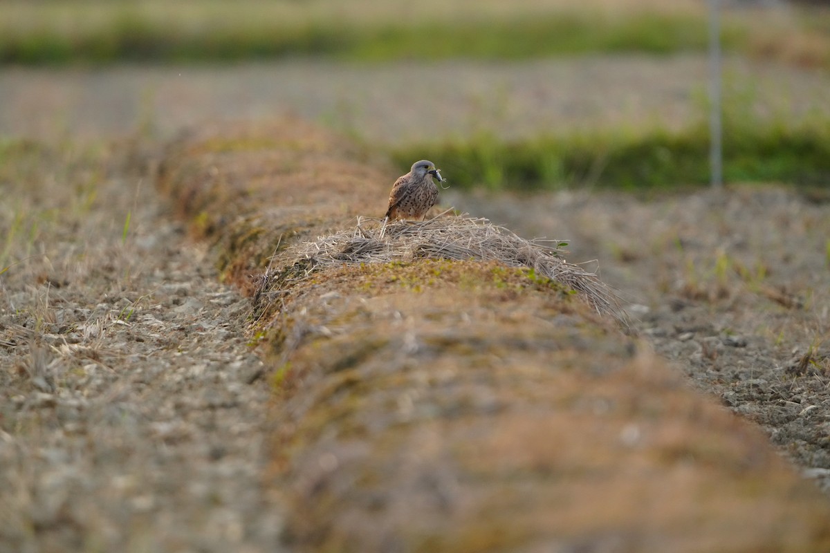 Eurasian Kestrel (Eurasian) - ML647320673