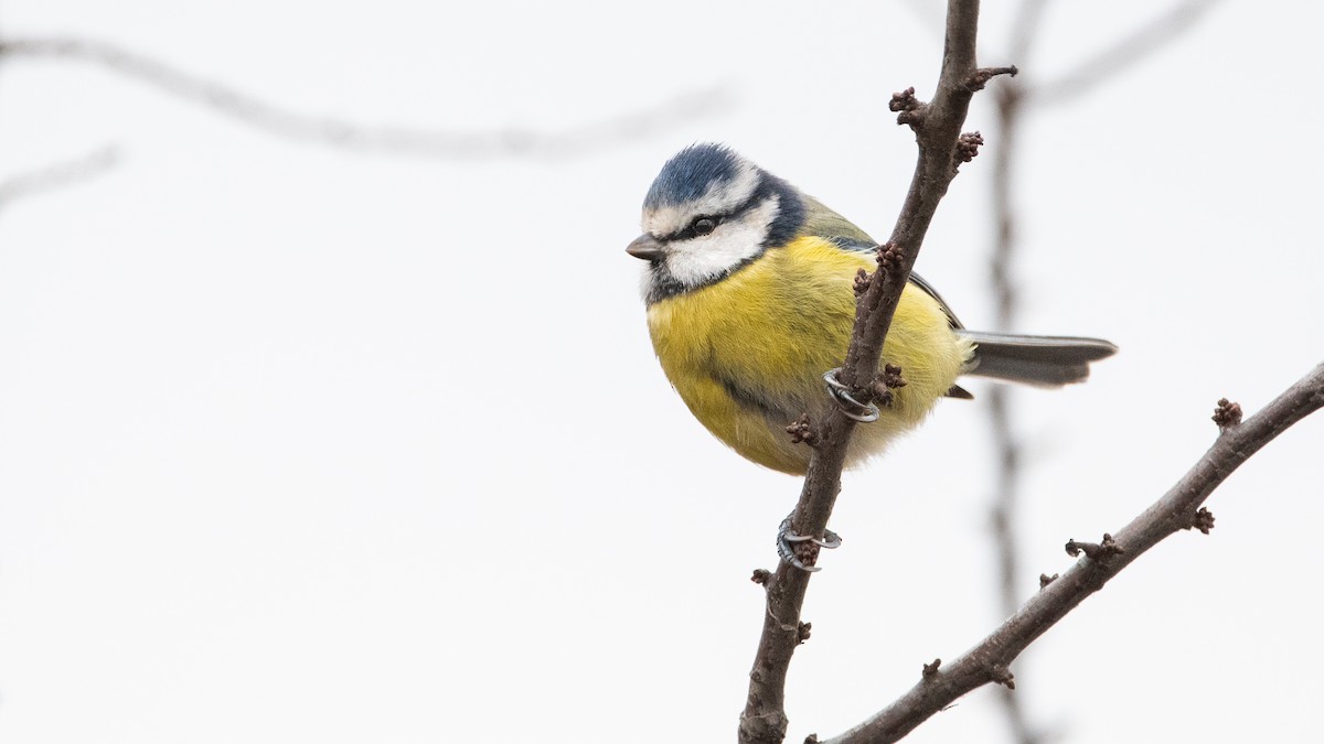 Eurasian Blue Tit - ML647320684