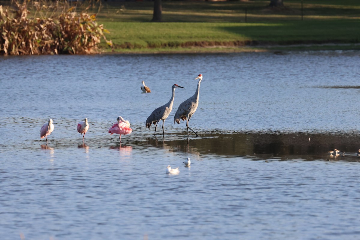 Kanada Turnası - ML647320686