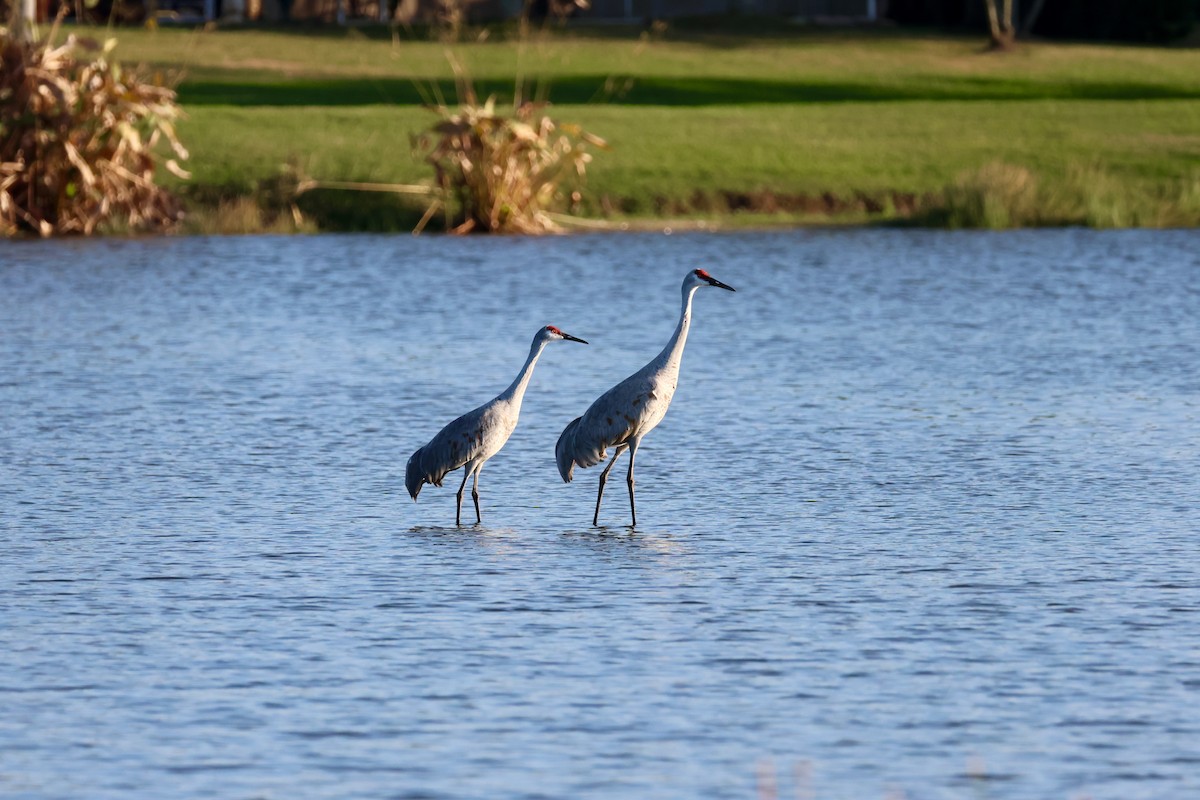 Kanada Turnası - ML647320687