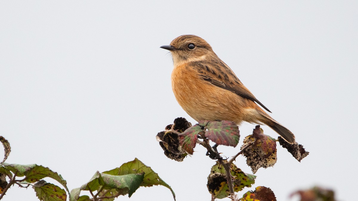 European Stonechat - ML647320692