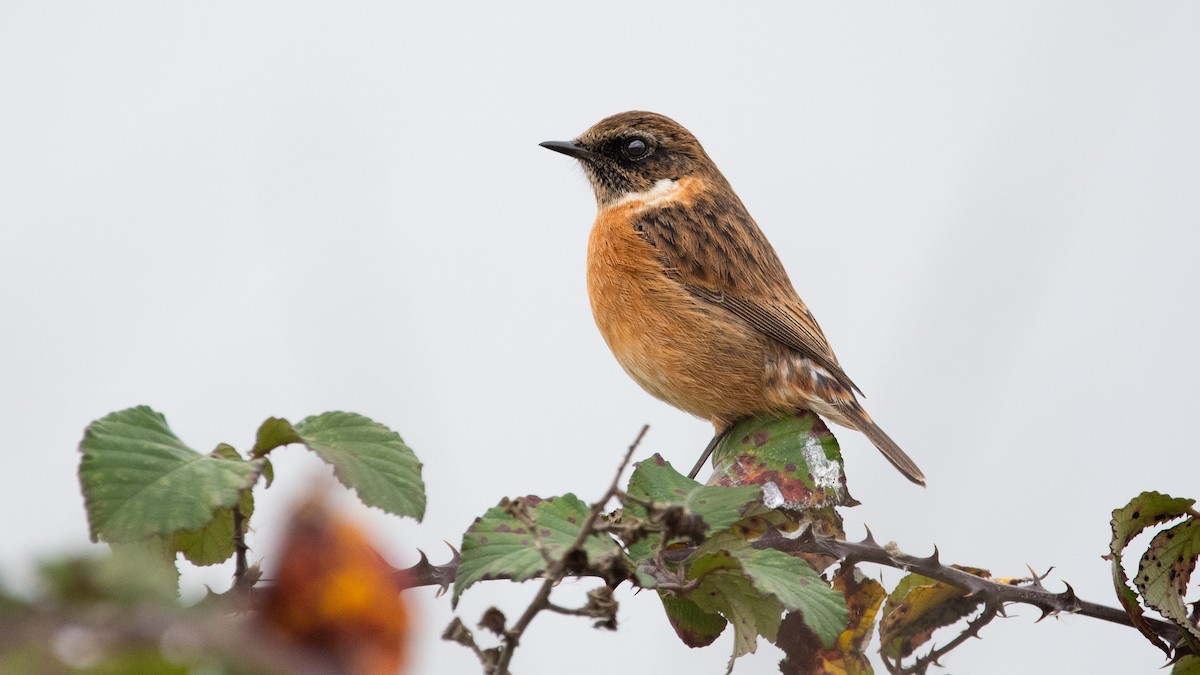 European Stonechat - ML647320697