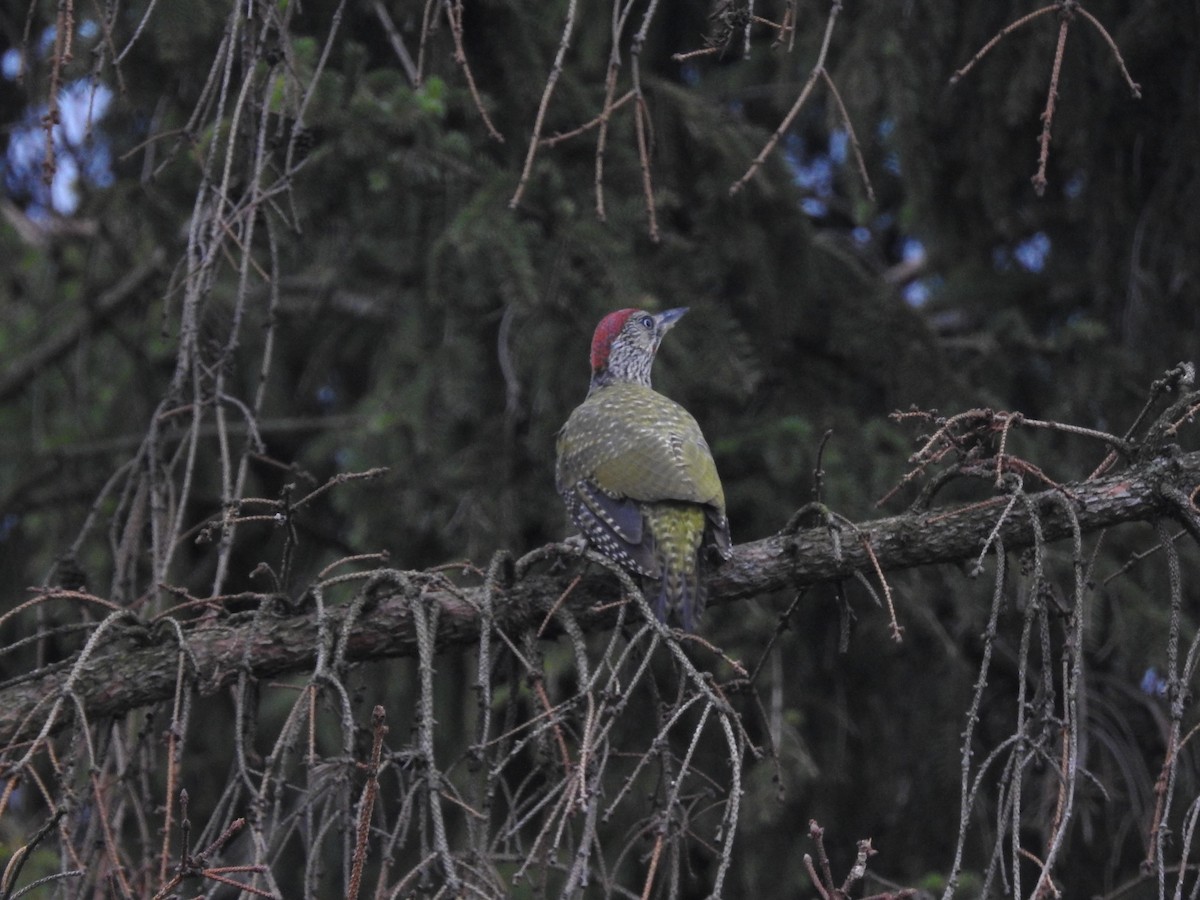 נקר ירוק - ML647320698