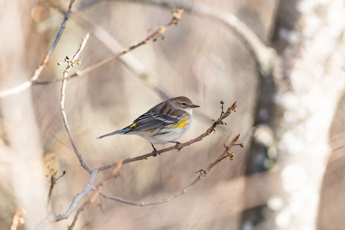 Yellow-rumped Warbler - ML647320699