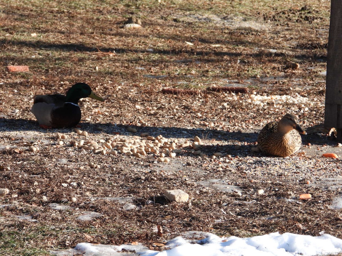 eBird Checklist - 21 Dec 2025 - Petrifying Springs Park - 15 species