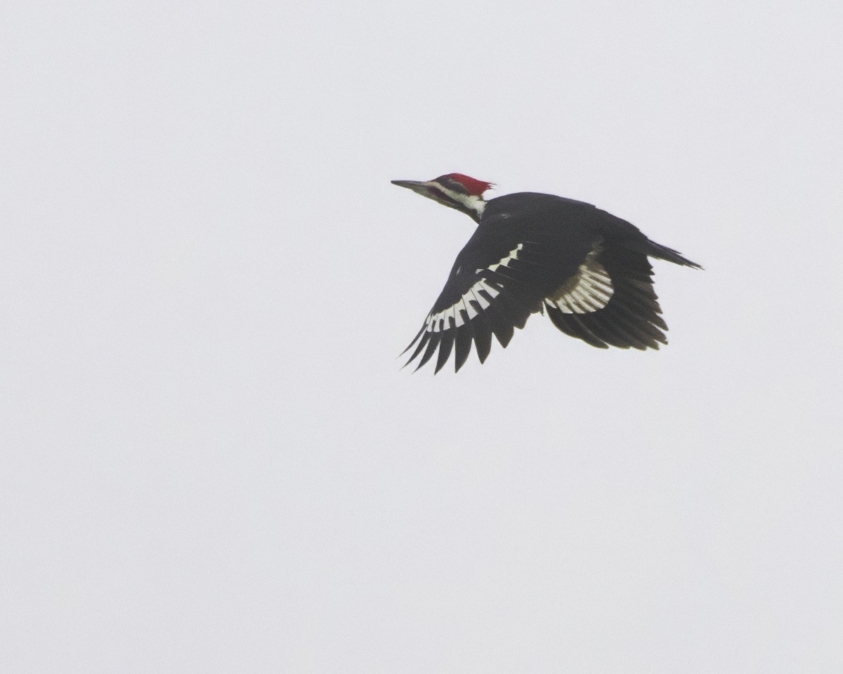 Pileated Woodpecker - ML647320711