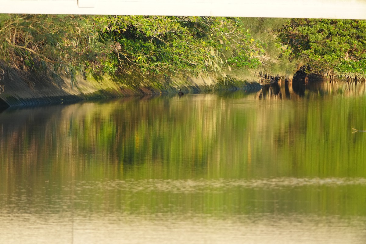 Eurasian Coot - ML647320787