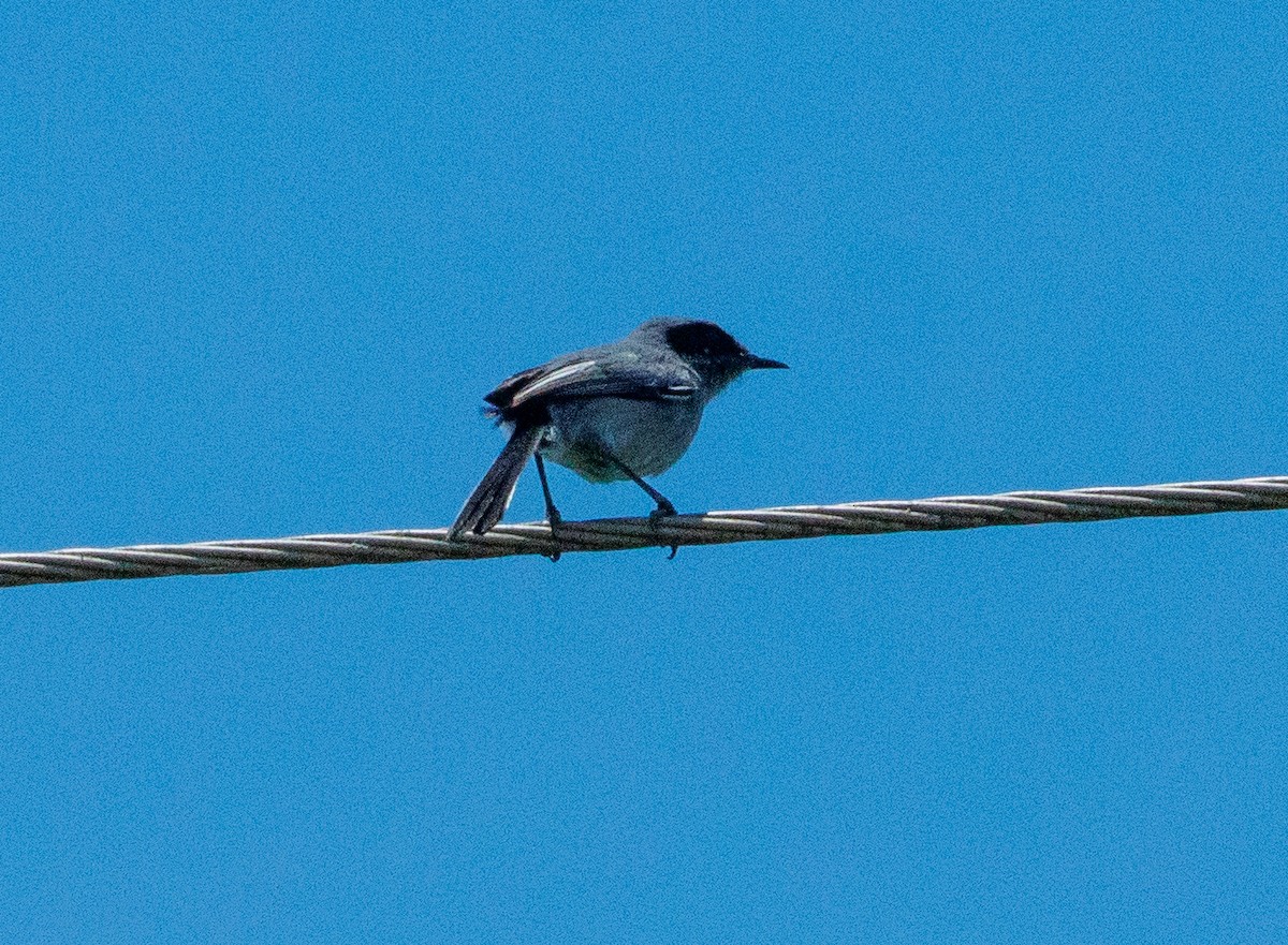 Masked Gnatcatcher - ML647320823