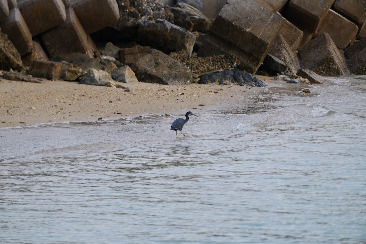 Pacific Reef-Heron - ML647320824