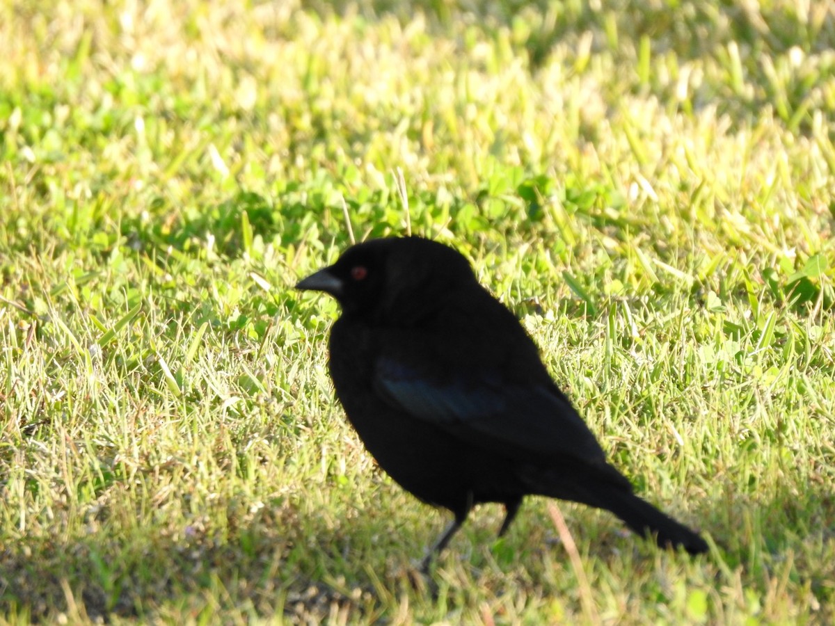 Bronzed Cowbird - ML647320828