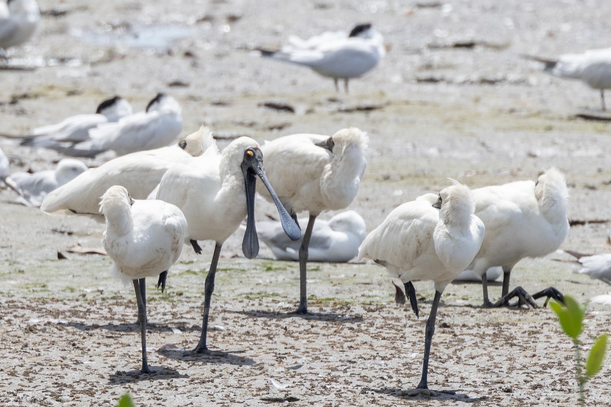 Royal Spoonbill - ML647320841