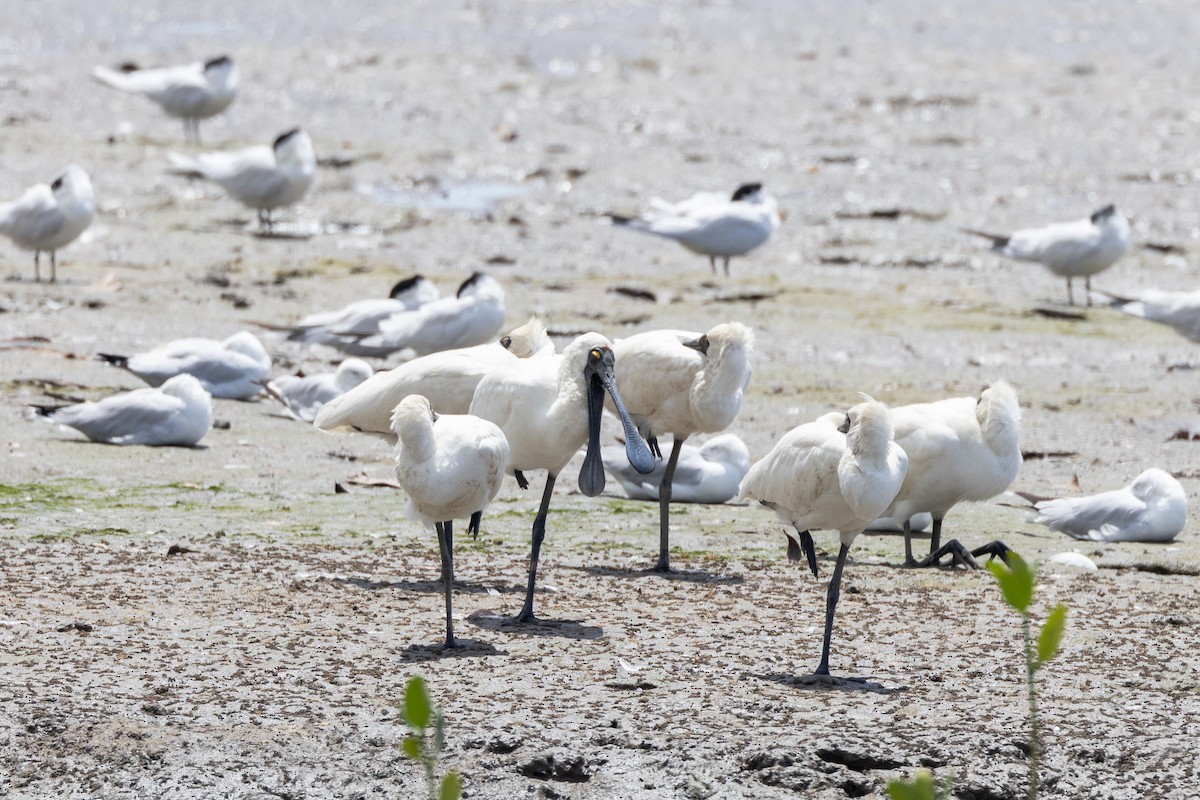 Royal Spoonbill - ML647320842