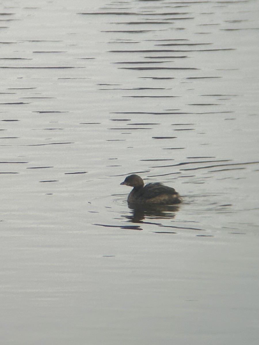 Pied-billed Grebe - ML647320874
