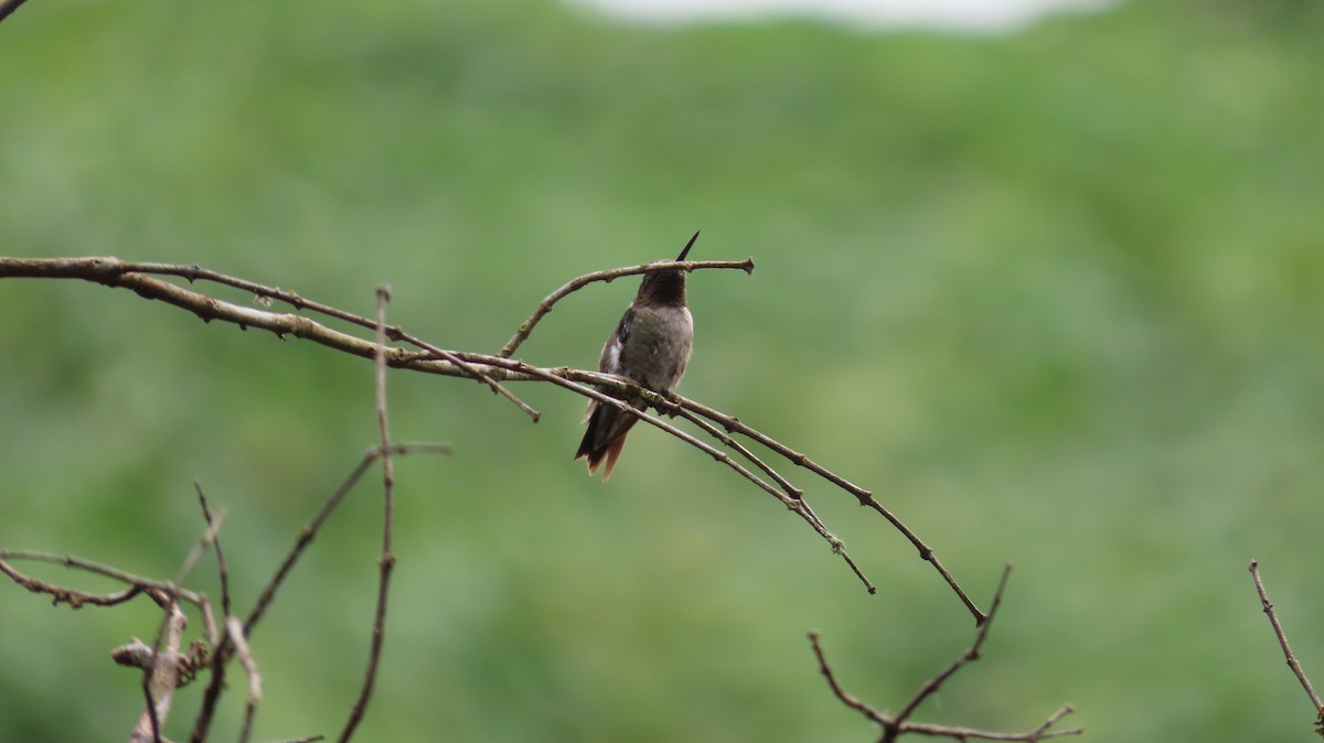 Ruby-throated Hummingbird - ML647320878