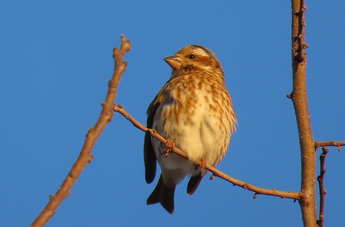 hýl nachový - ML647320879