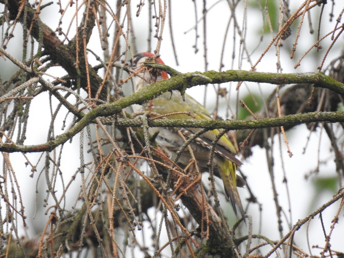נקר ירוק - ML647320880