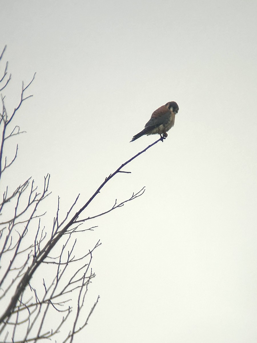 American Kestrel - ML647320881