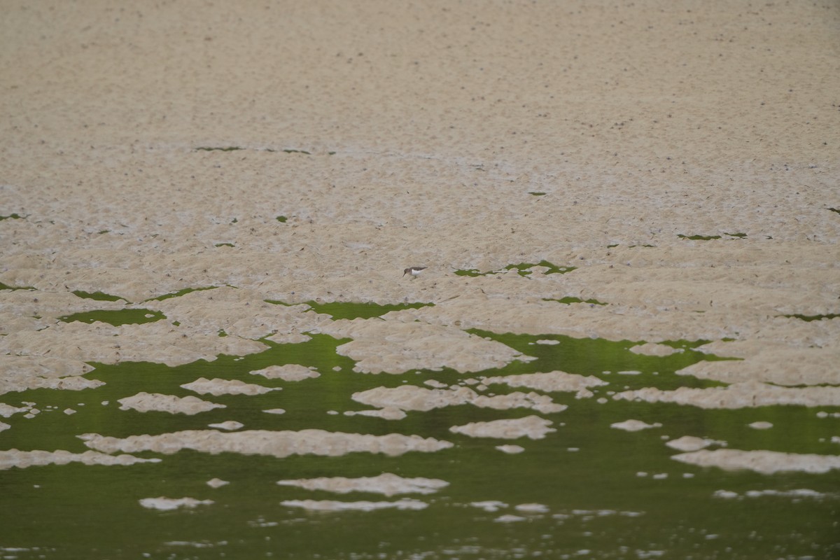 Common Sandpiper - ML647320903