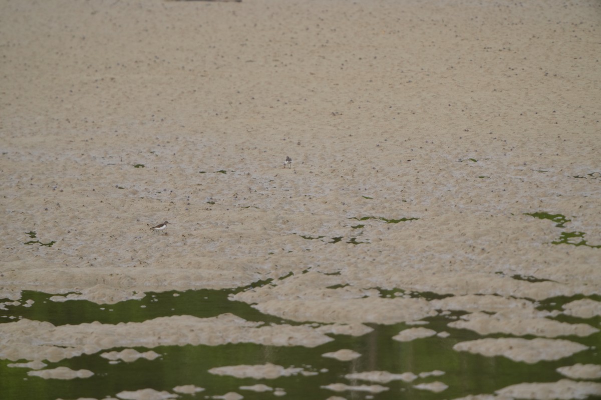 Common Sandpiper - ML647320904