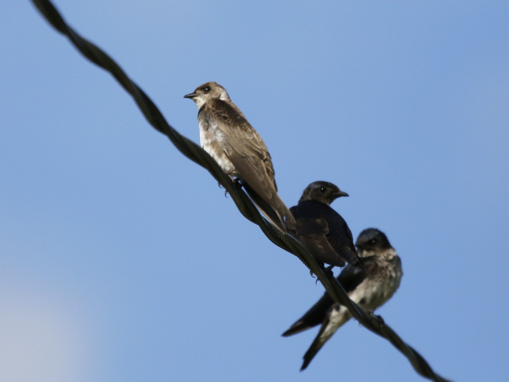 Brown-chested Martin - ML647320906