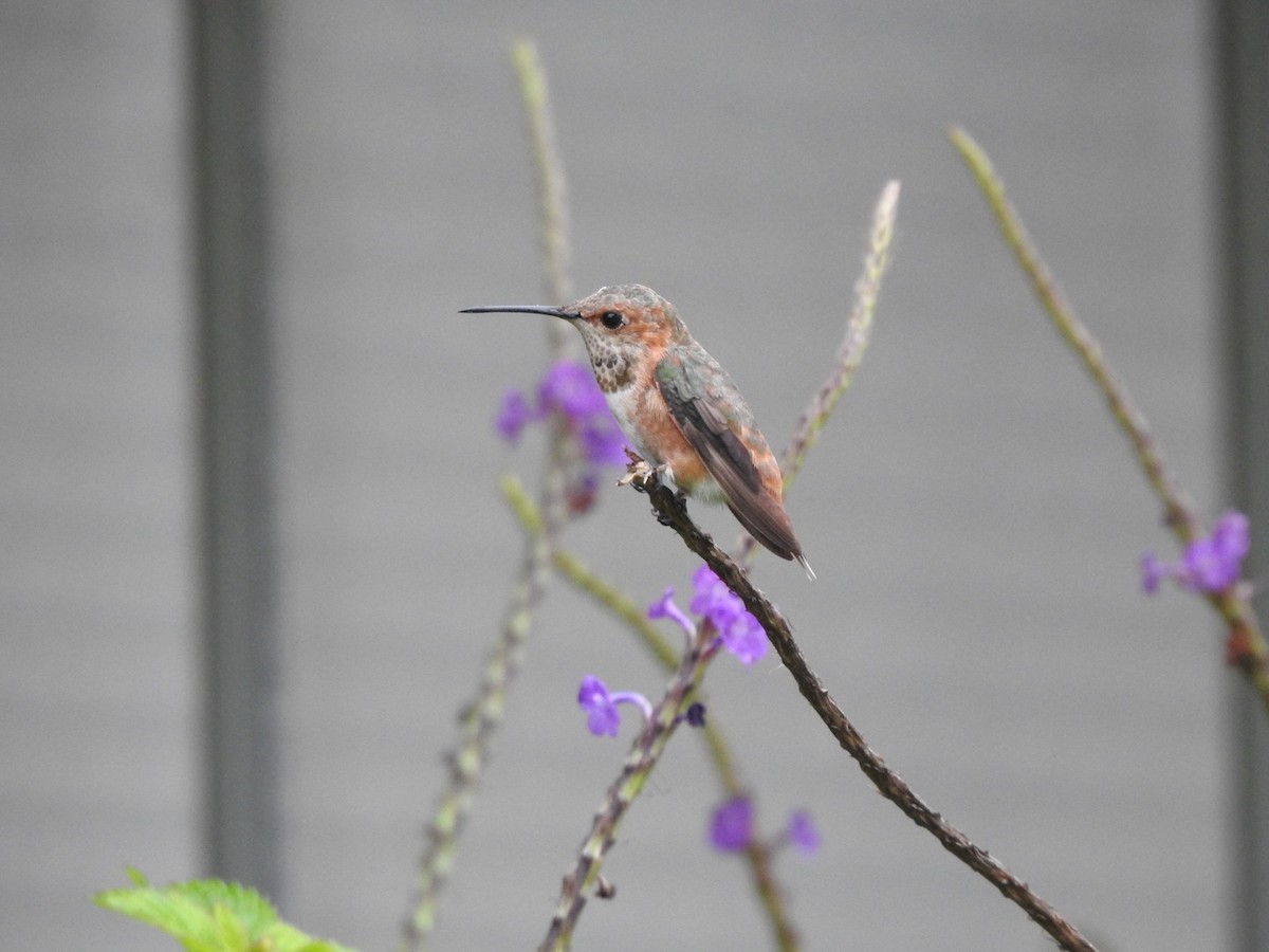 Rufous Hummingbird - ML647320915