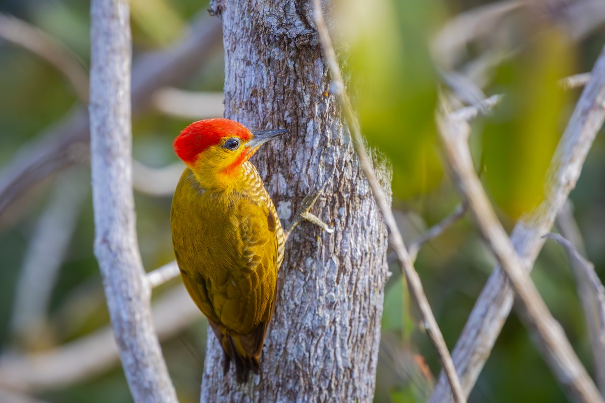 Дятел-смугань жовтогорлий - ML647320917