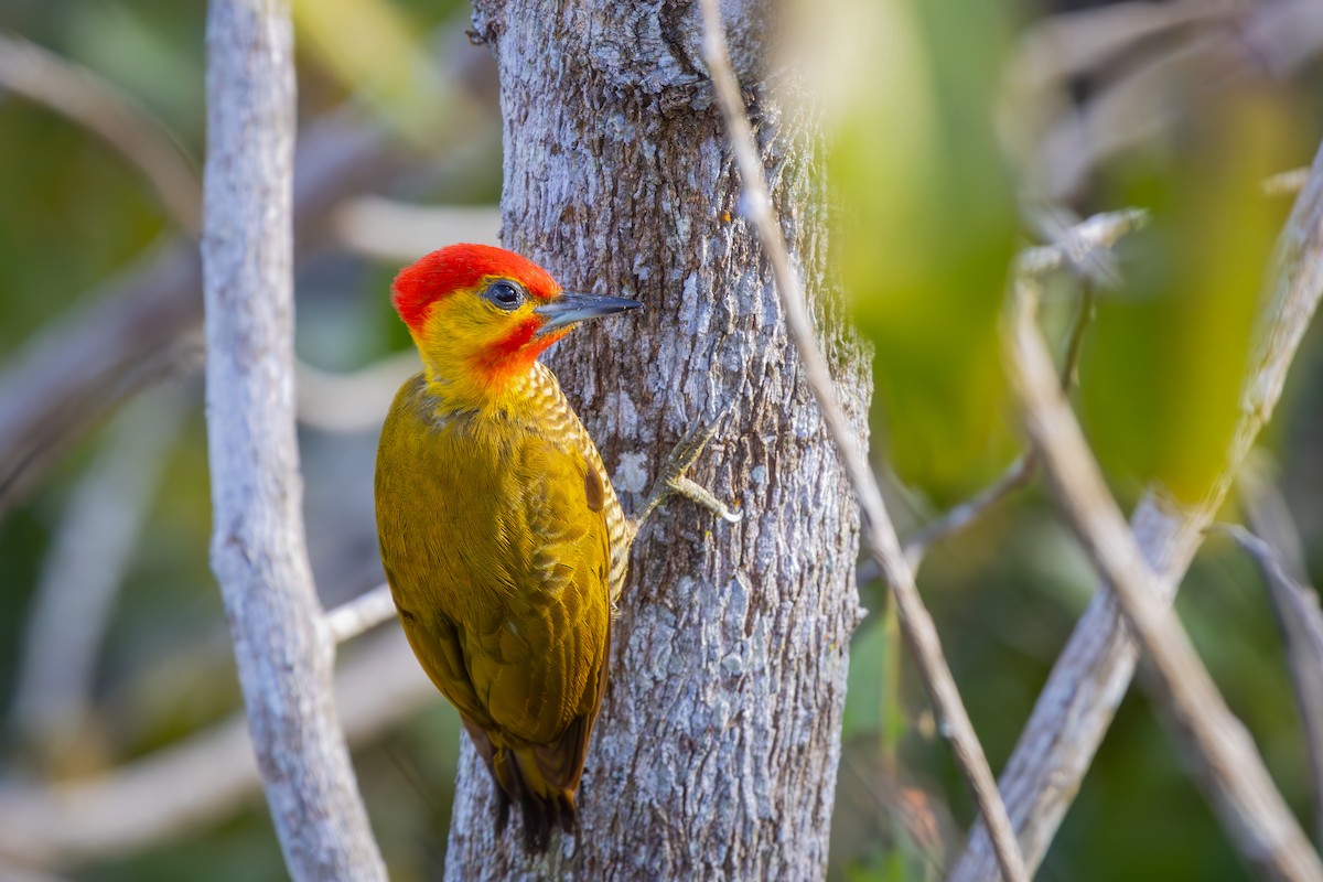 Дятел-смугань жовтогорлий - ML647320918