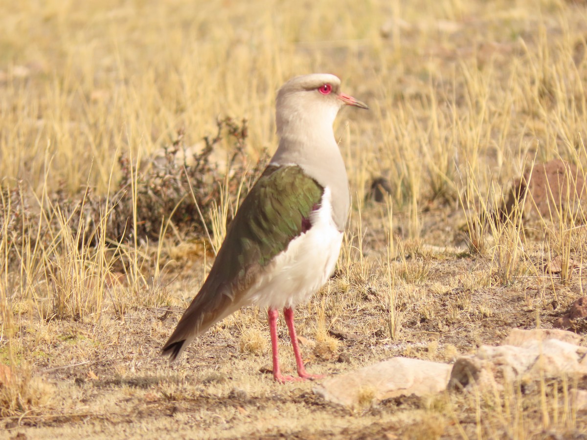 Andean Lapwing - ML647320927