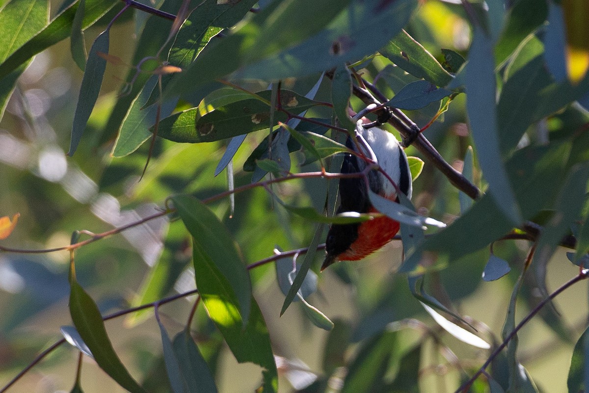 ヤドリギハナドリ - ML647320934