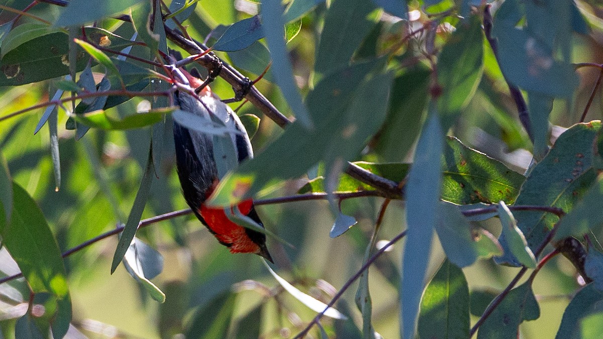 ヤドリギハナドリ - ML647320935