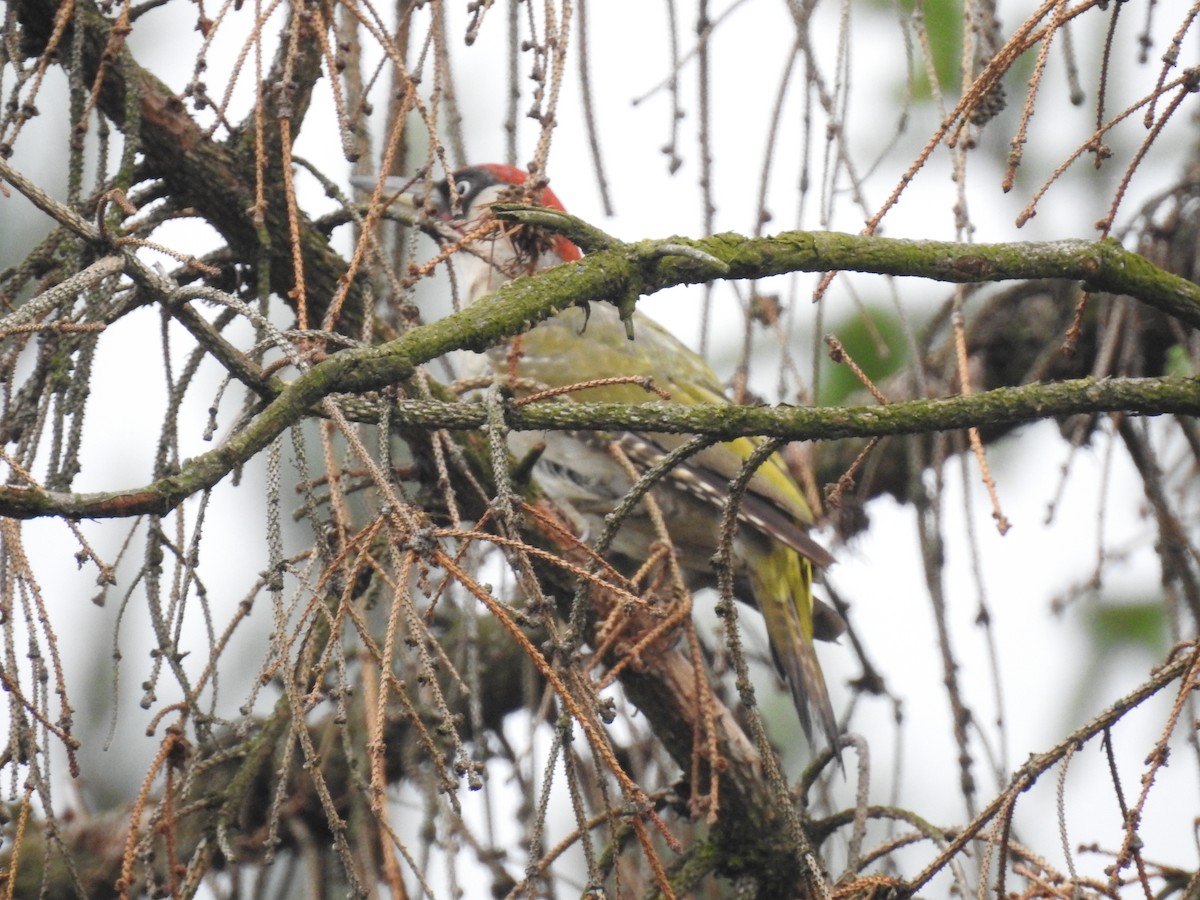 נקר ירוק - ML647320953