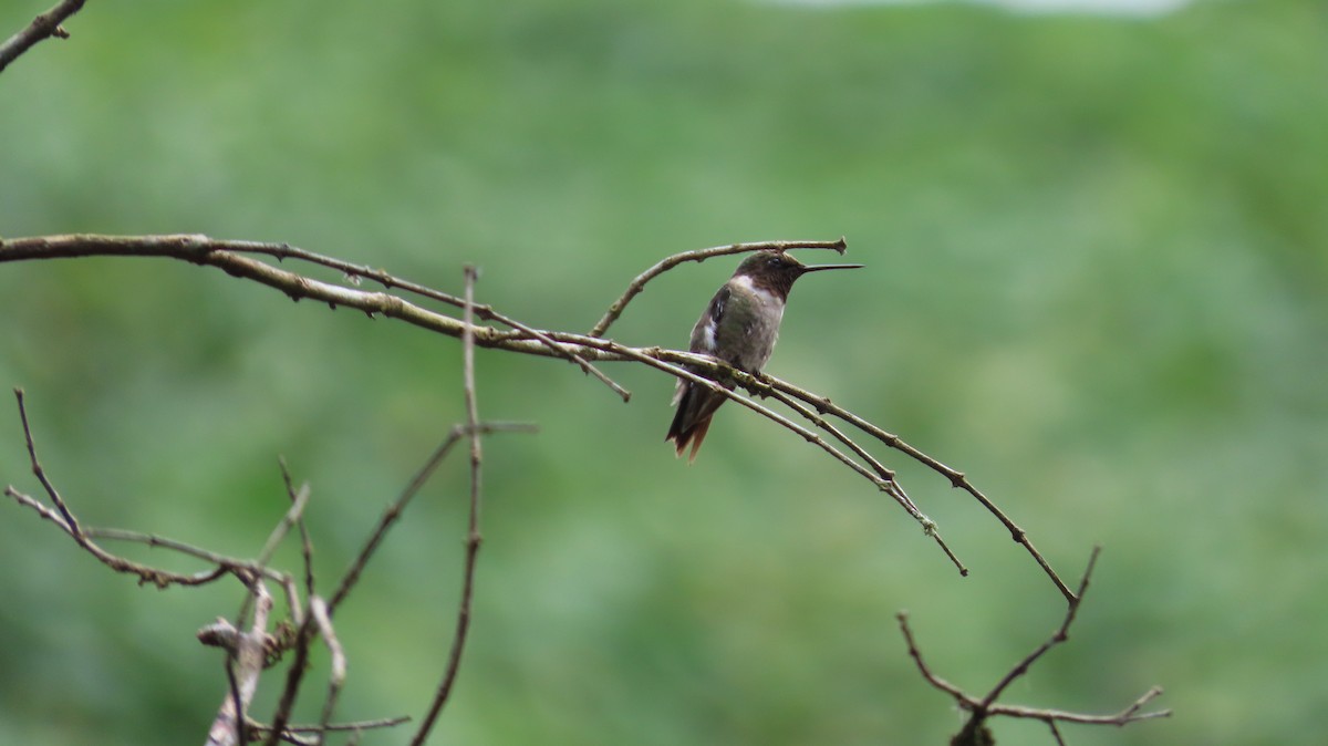 Ruby-throated Hummingbird - ML647320954